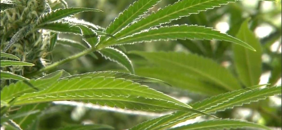 Mississippi Cannabis Trade Association holds petition drive