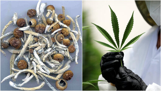 Drug war blow: Four states legalize cannabis as DC loosens magic mushroom ban & Oregon is first to...