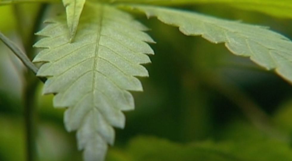 Ellisville sets Thursday night meeting for public input on medical marijuana