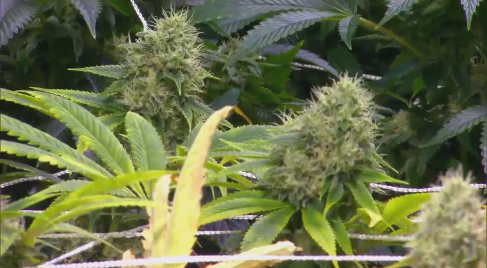 Medical marijuana bill gets discussion