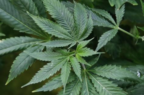 Not a yes, but Pike defers to voters on marijuana