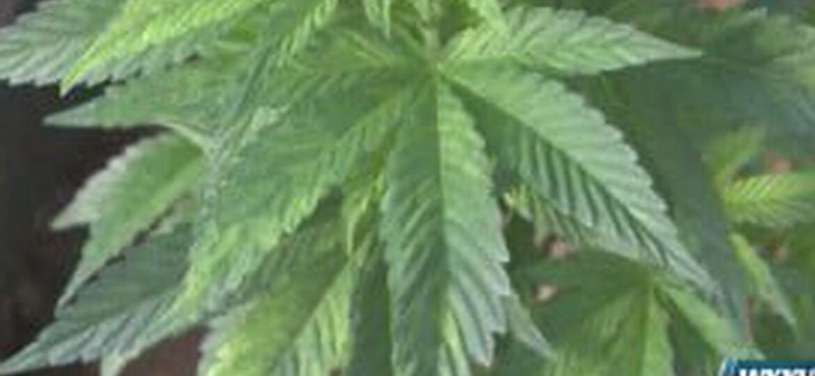 City of D’Iberville opts out of medical marijuana, initially