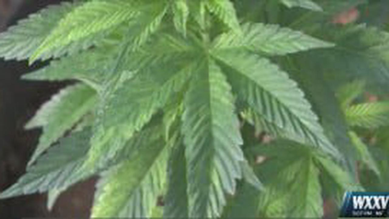 City of D’Iberville opts out of medical marijuana, initially