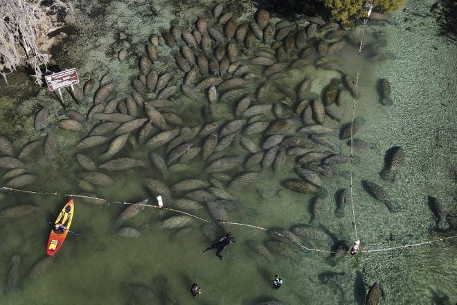 Snorkelers and kayakers interact with an aggregation of manatees gathered at the entrance to the Three Sisters Springs during a cold morning Jan. 30, 2022, in Crystal River, Fla.