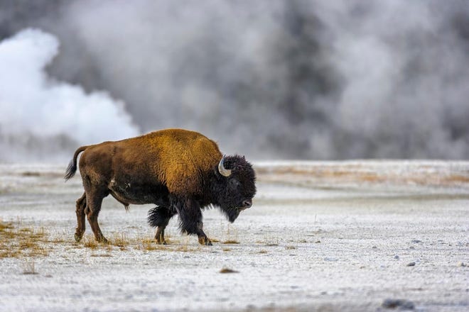 A bison roams near the Midway Geyser Basin in Yellowstone National Park.