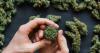 Whether Medicinally Effective or Not, Marijuana Ought to Be Legal