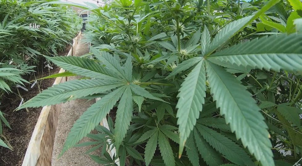 Cannabis cultivation facility could operate in commercial zone in Gautier