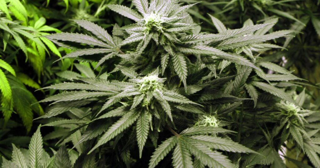 House and Senate approve medical marijuana, await governor’s signature