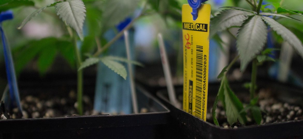 Mississippi law legalizing medical cannabis begins Friday