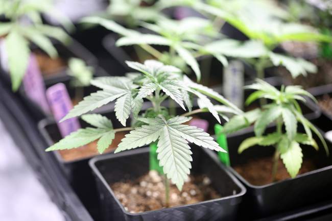 young cannabis plants growing in small black containers