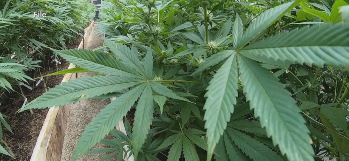 Medical marijuana sales expected by end of year in Mississippi