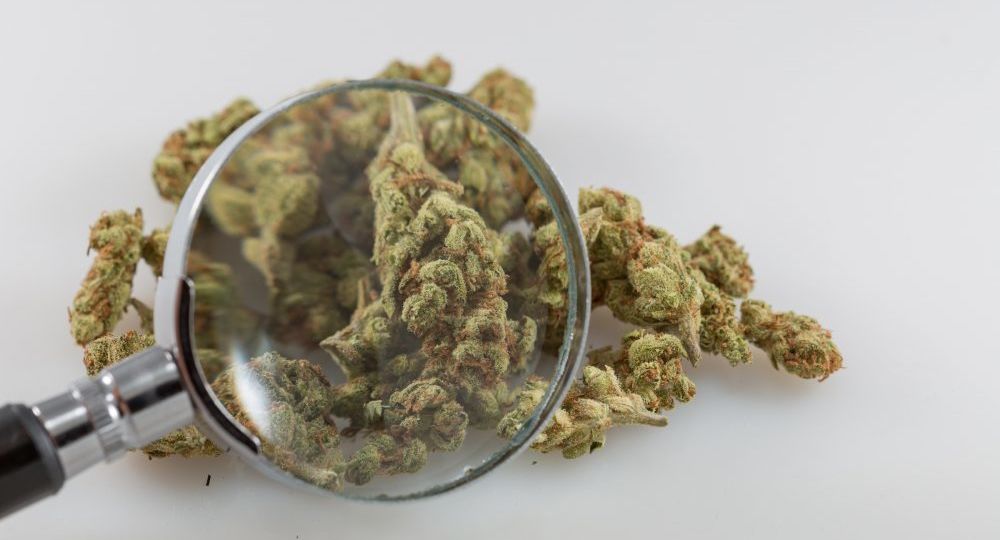 Top Federal Health Agency Wants Input On Marijuana Research Barriers, Including Schedule I And...