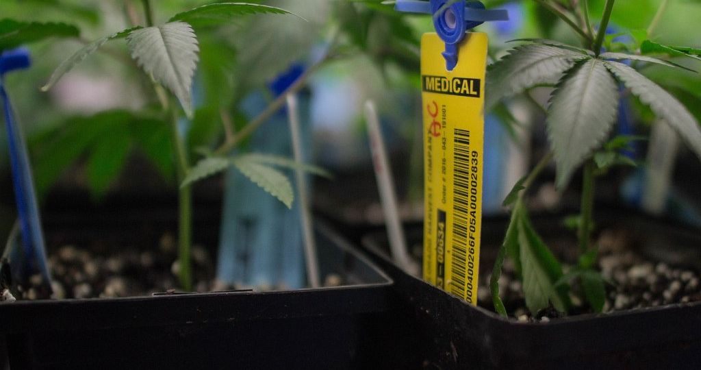 Medical marijuana cultivation facility licensed for Oxford