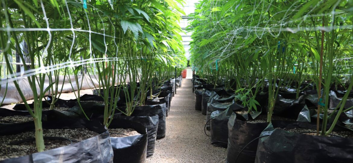 Mississippi Medical Weed Grower Ordered To Destroy $1 Million Worth of Plants