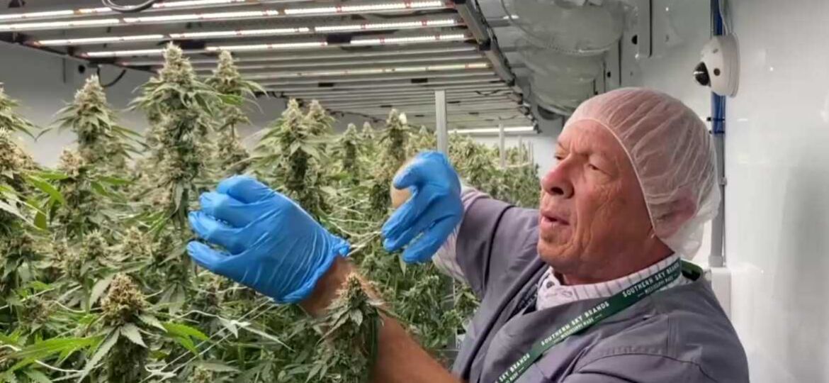 Mississippi's $40M medical marijuana growing operation has taken root in Canton