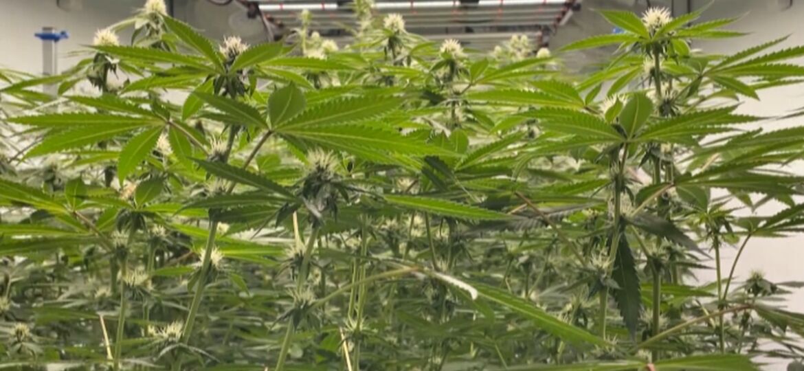 Medical marijuana is growing in multiple Mississippi facilities and products could...