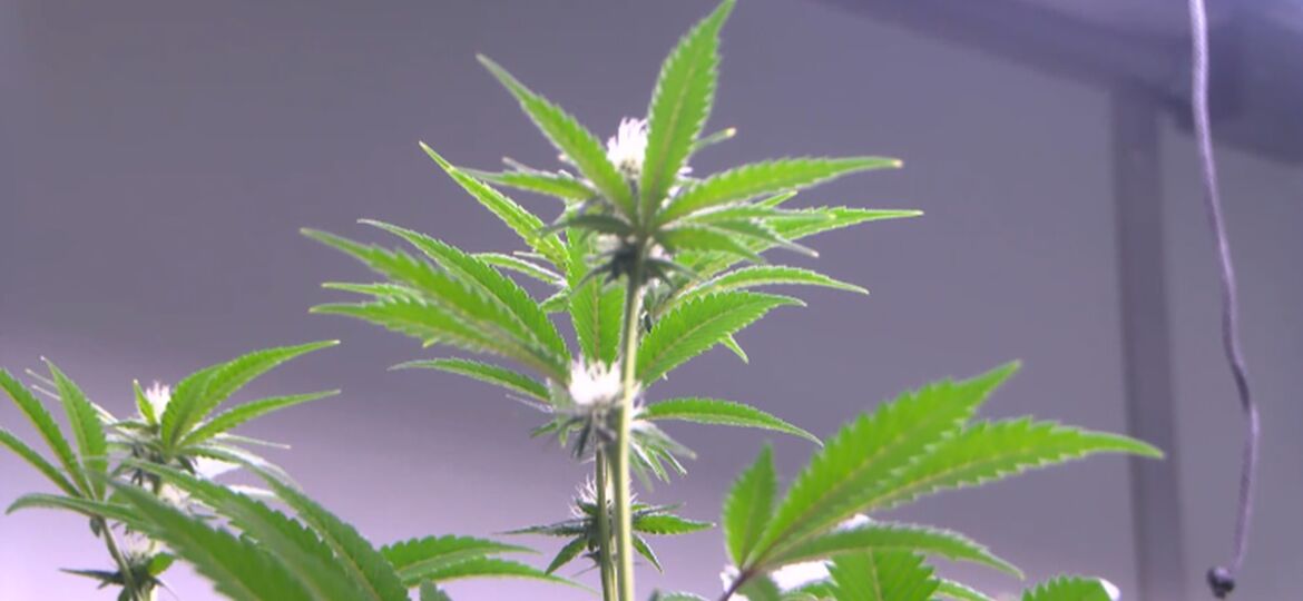 MSDH proposes changes to medical marijuana regulations