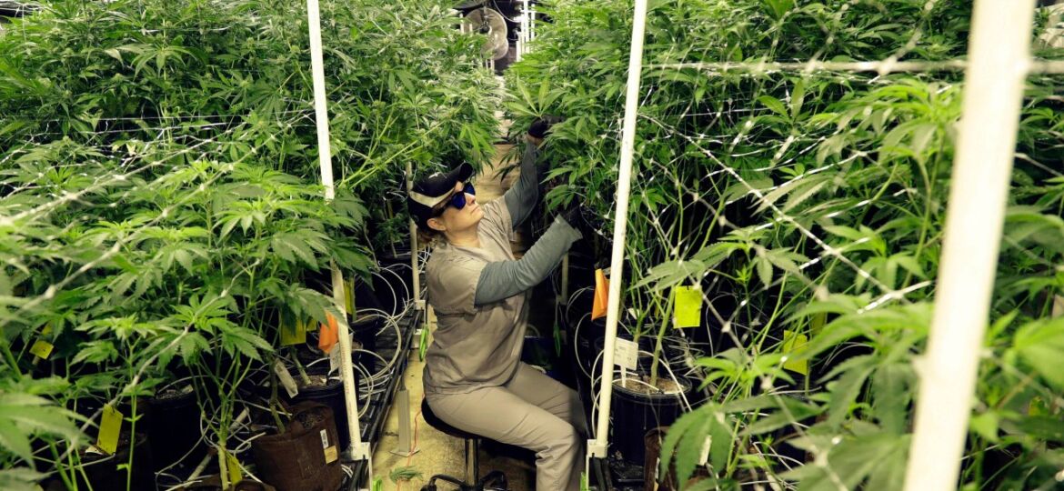 3 Greene County businesses licensed to grow medical marijuana