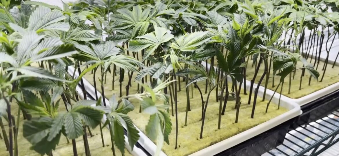 Seed to sale process of medical cannabis in Mississippi