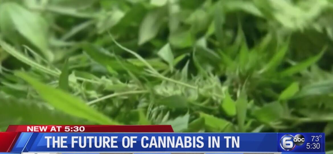 The future of Cannabis in Tennessee