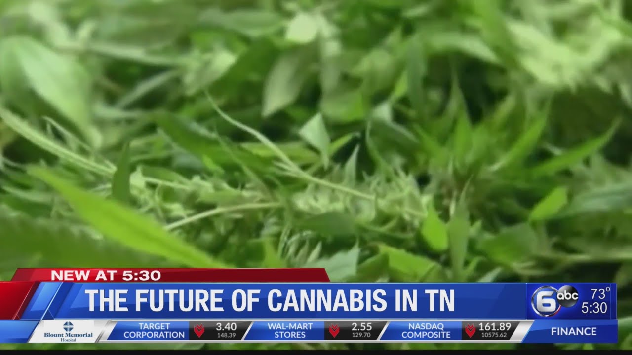 The future of Cannabis in Tennessee