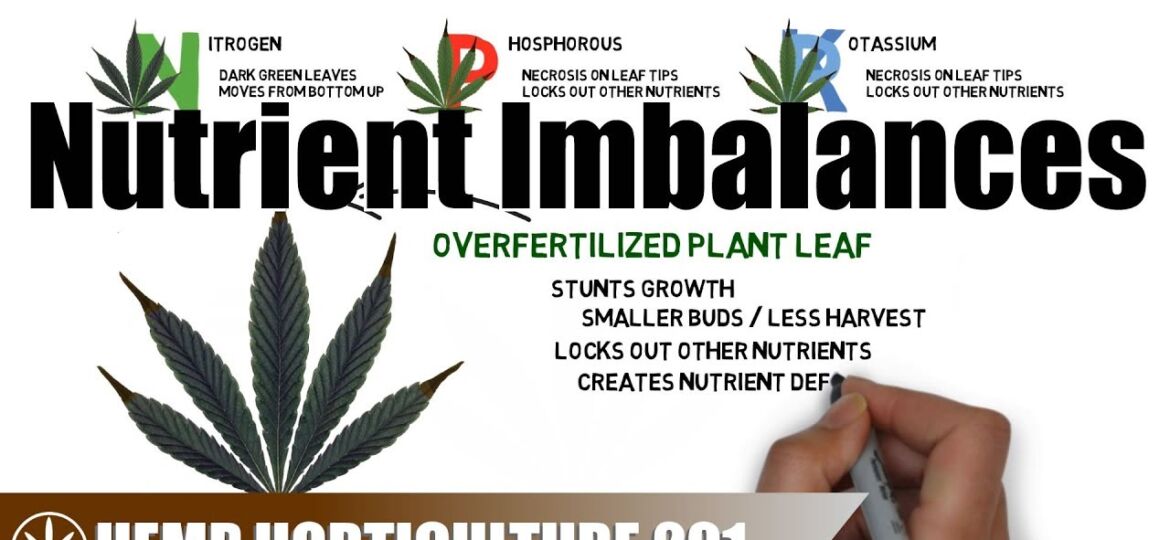 Diagnosing & Treating Hemp Nutrient Imbalances