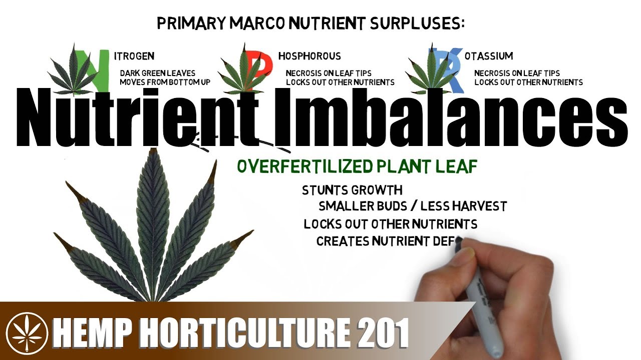 Diagnosing & Treating Hemp Nutrient Imbalances