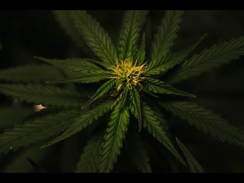 Veterans discuss medical marijuana #shorts