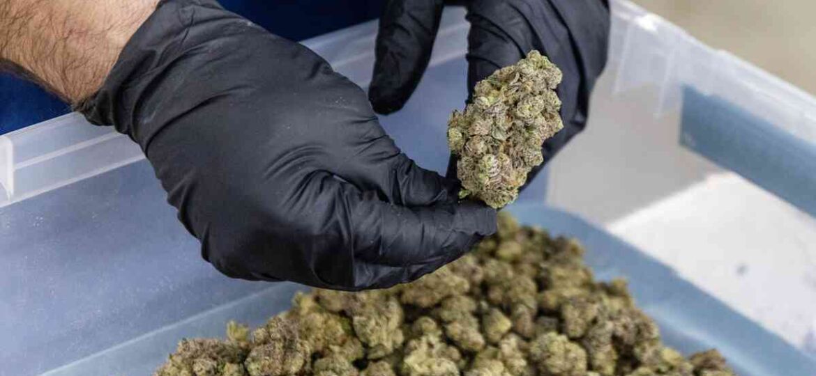 Health Department increases medical marijuana staffing as law change calls for quicker patient...