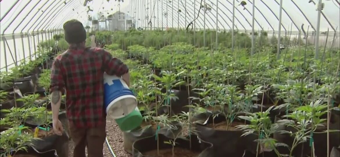 Reality Check: Legalizing Marijuana In Minnesota