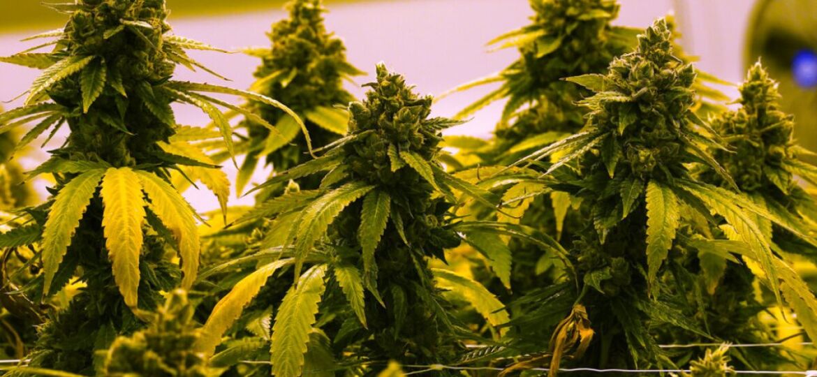 North Carolina lawmakers took $530,000 from marijuana and gambling interests amid legislation push...