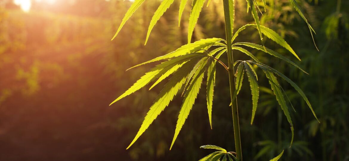 Mississippi Hemp Products Contain 40x Legal THC Limit, Testing Shows