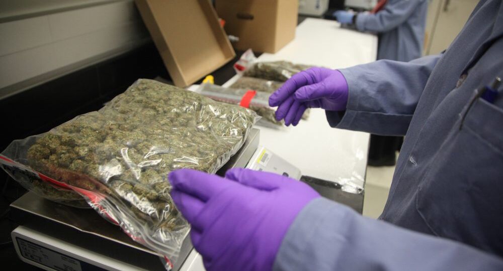 Mississippi Regulators Place Hold On ‘large Number Of’ Medical Marijuana After Receiving...