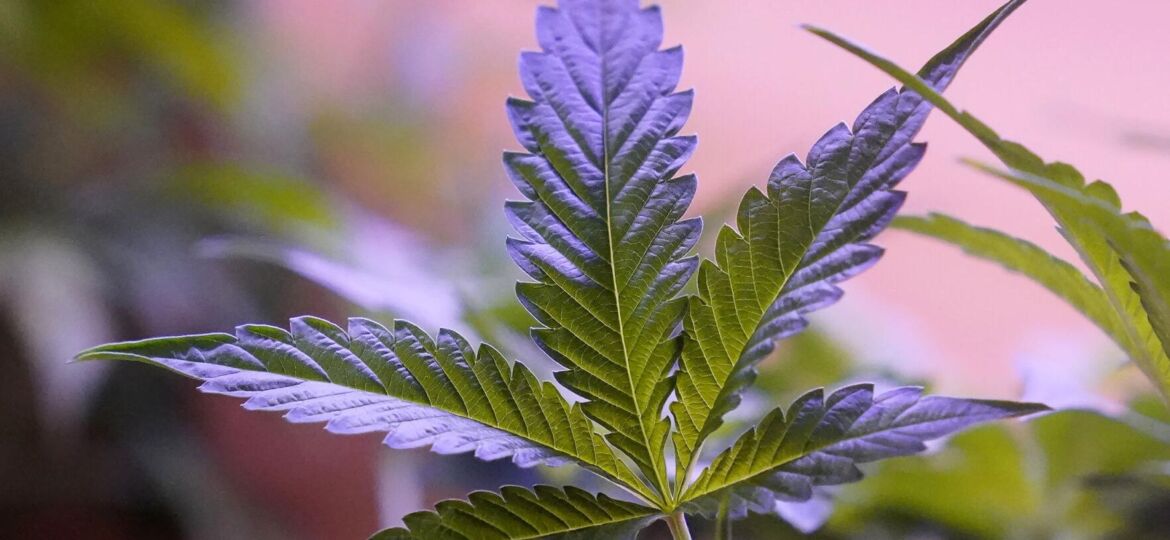 Medical marijuana bill clears first vote in N.C