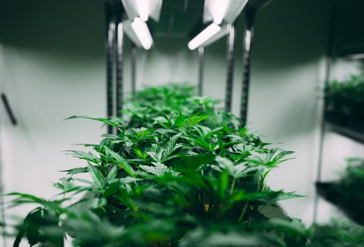 New Cannabis Testing Regulations Threaten Profitability for Small Growers