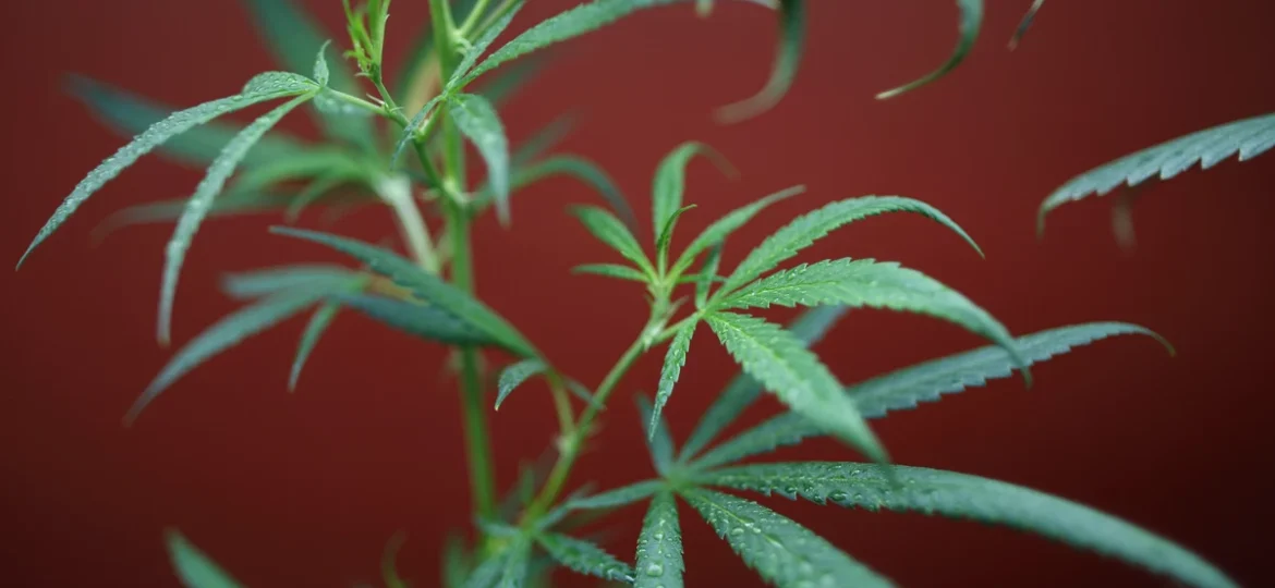 Bossier City Slated to Welcome First Medical Marijuana Dispensary