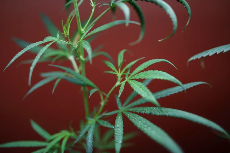 Bossier City Slated to Welcome First Medical Marijuana Dispensary