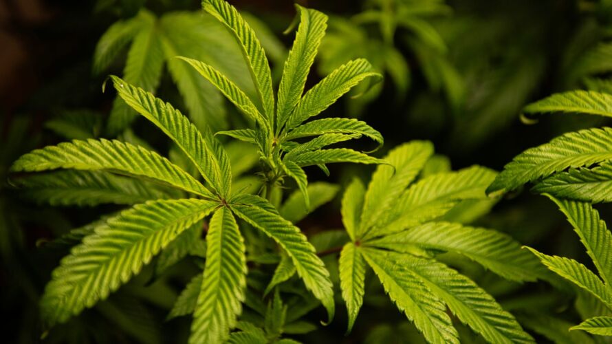 'Intoxicating hemp' ban bills pass MS Senate, House