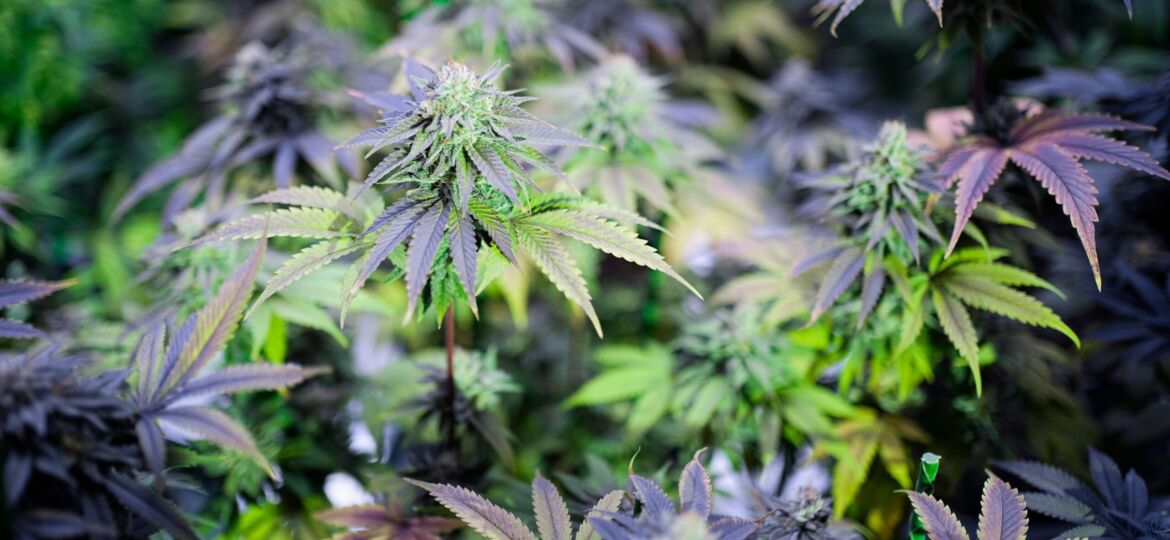 Easter grass: Christian holiday falls on 4/20, when weed smokers unofficially celebrate