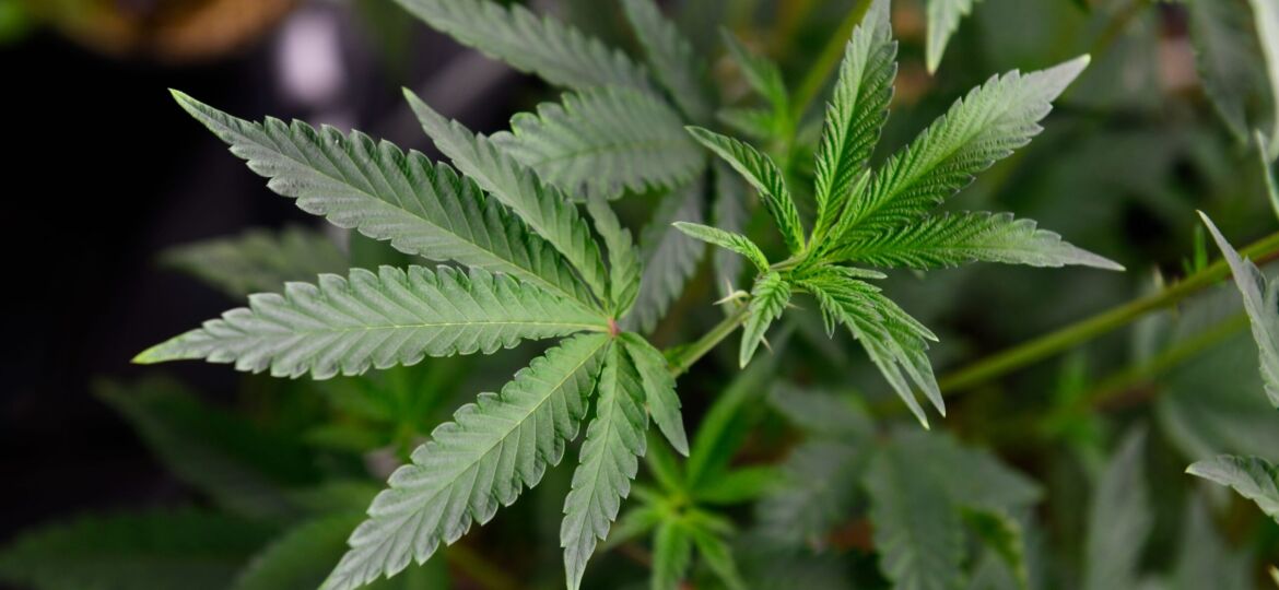 Is marijuana legal in North Carolina? Cherokee? What to know on 420