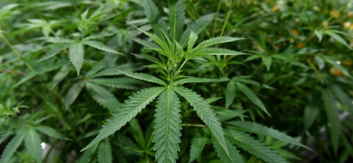 University Of Mississippi To Lead National Cannabis Resource Center