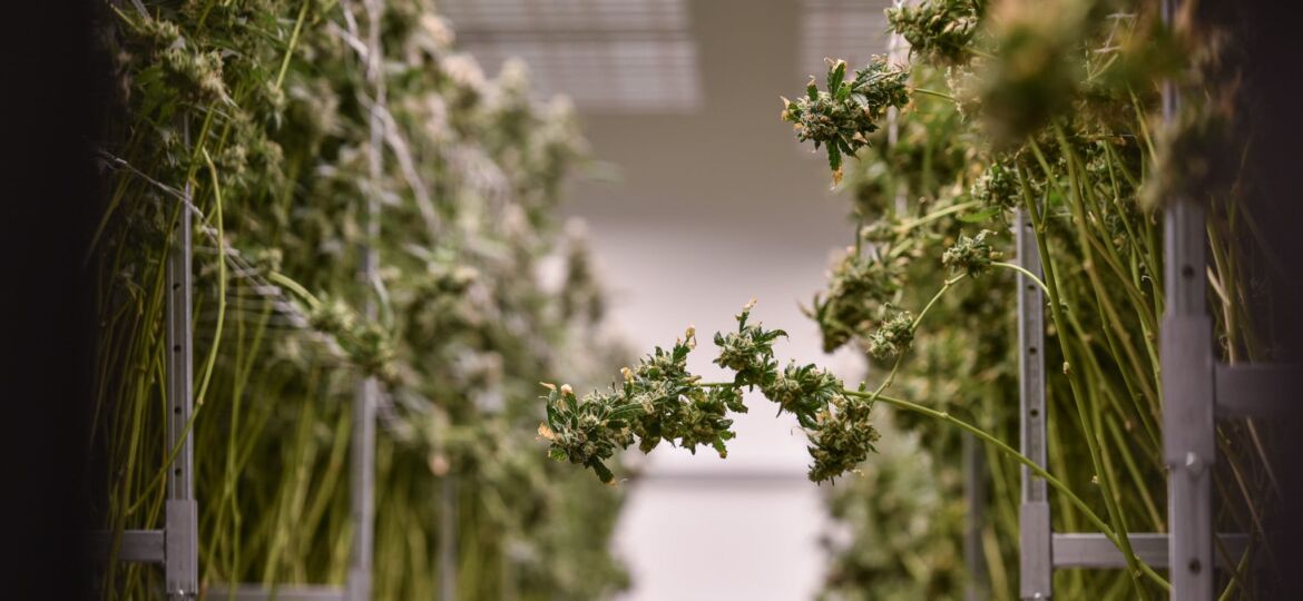 MS Band of Choctaw Indians could be selling cannabis on Tribal lands soon