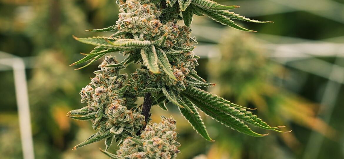 24 states have legalized recreational marijuana