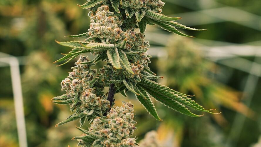 24 states have legalized recreational marijuana