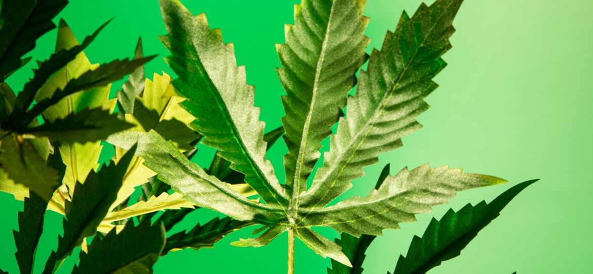 The House voted to decriminalize cannabis just a month after 5 states passed cannabis reform...