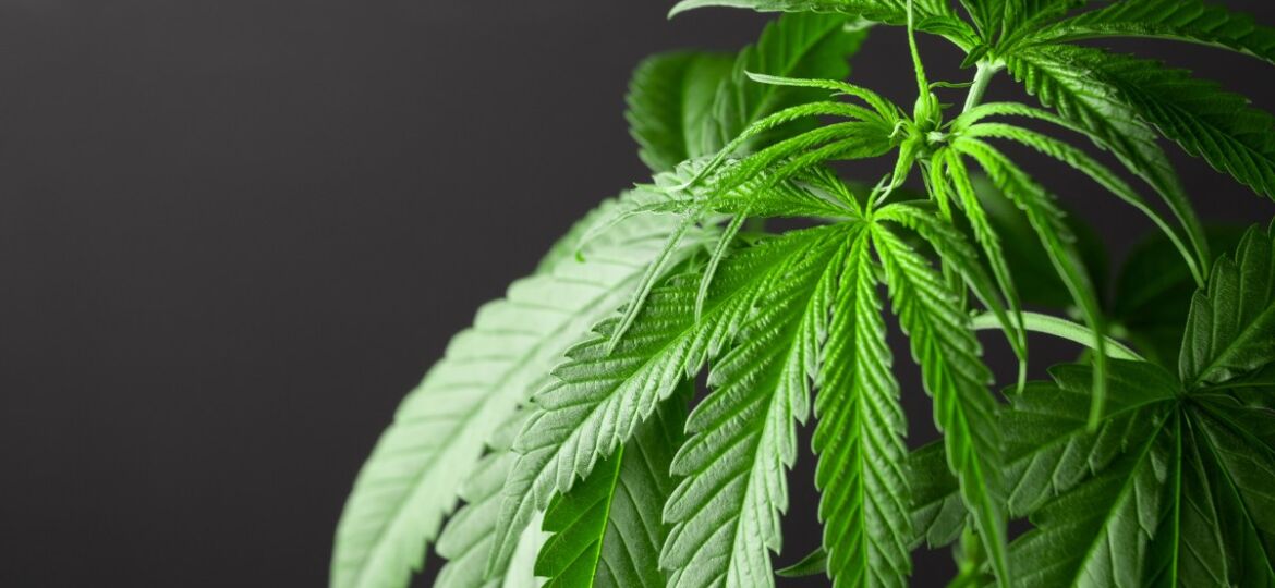Why You Should Get a Medical Marijuana Card Instead of Using Recreational Cannabis – EZMedCard