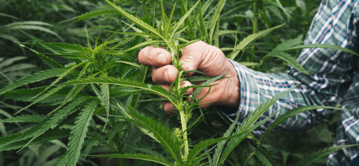 State legislators discuss effects, likely outcomes of new federal intoxicating hemp ban